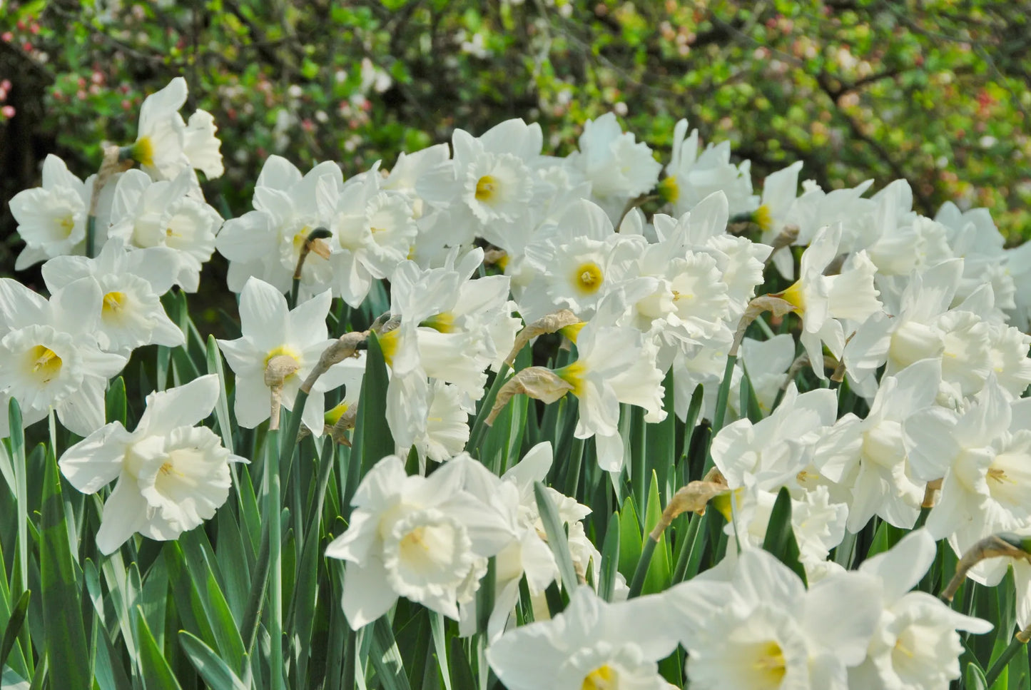 Bulbes de fleurs Non-Traité Narcissus Mount Hood calibre sp14/16 (2003300)