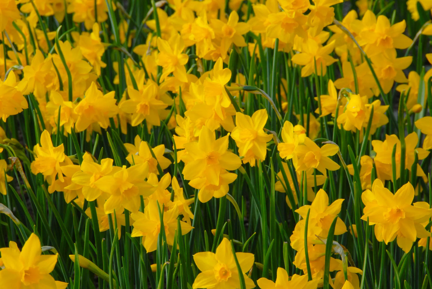 Bulbes de fleurs Non-Traité Narcissus Orange Queen calibre z10/+ (2028300)