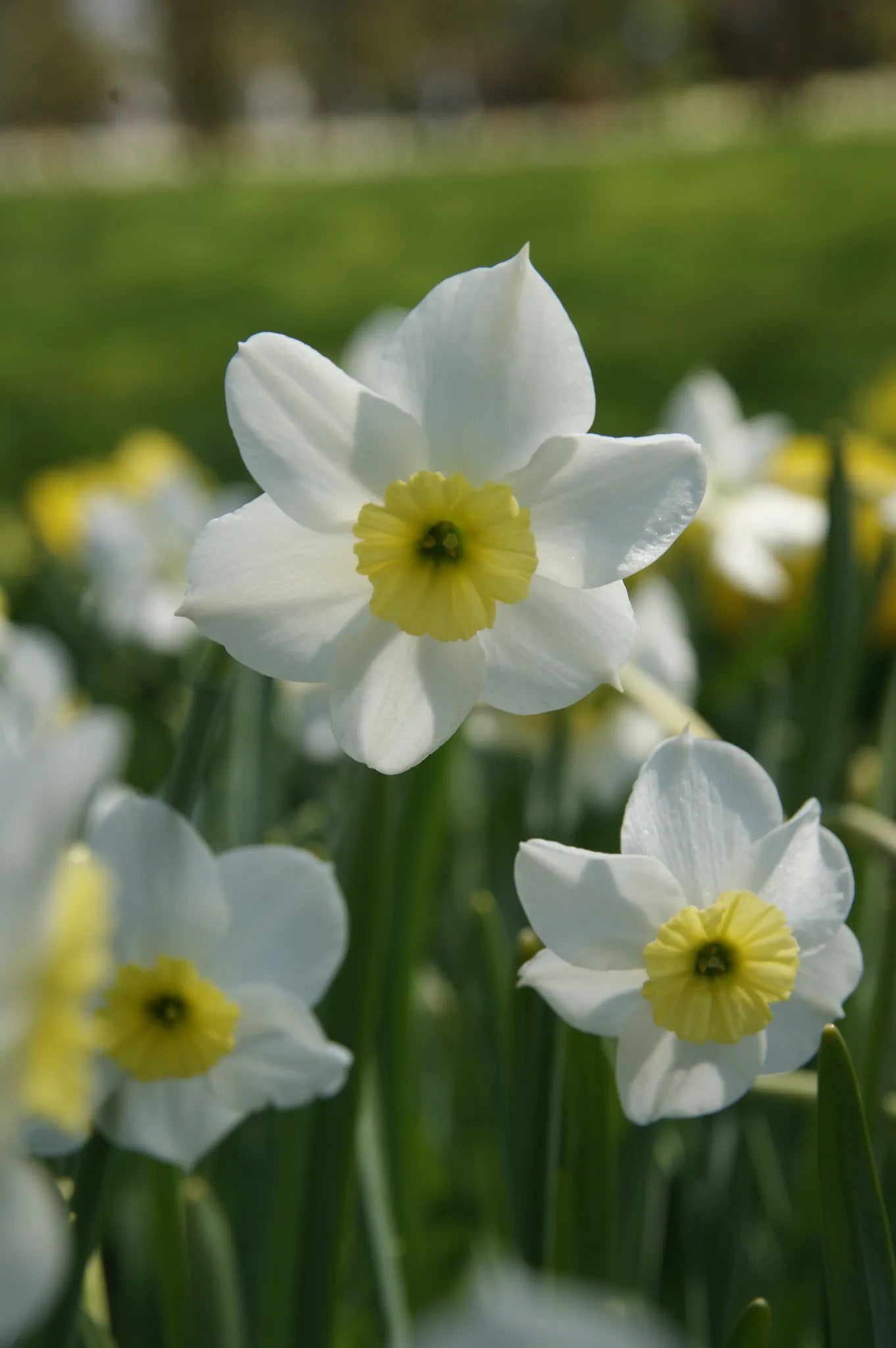 Bulbes de fleurs Non-Traité Narcissus Segovia calibre z10/+ (2029200)