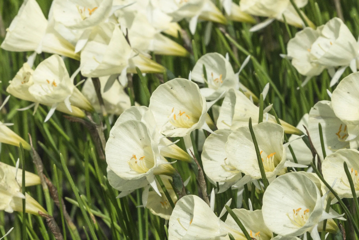 Bulbes de fleurs Non-Traité Narcissus bulbocodium Spoirot calibre z7/+ (2028600)