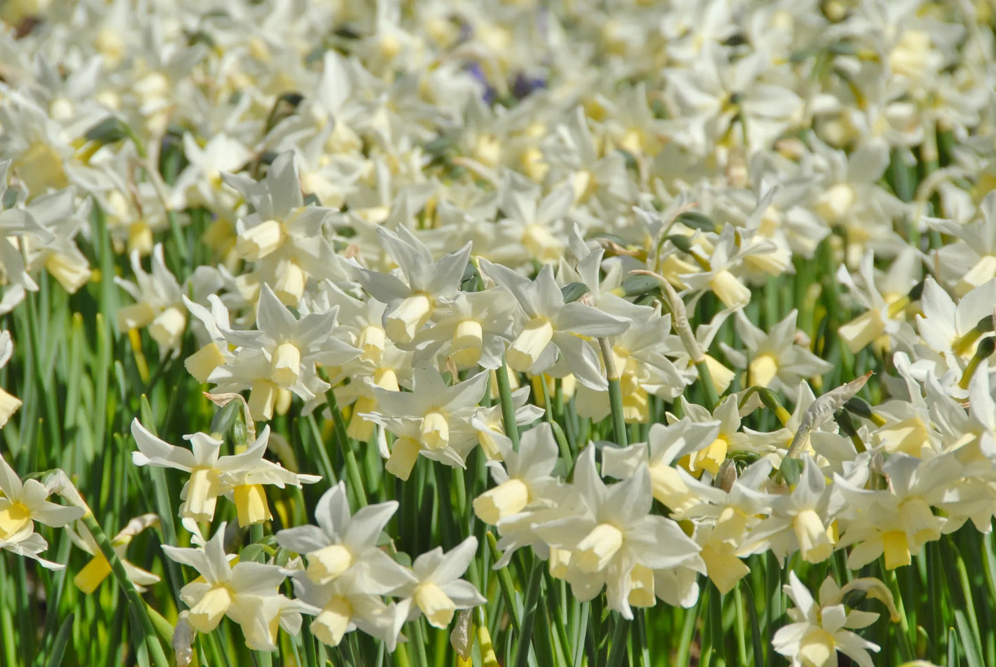Bulbes de fleurs Non-Traité Narcissus Toto calibre z10/+ (2006000)