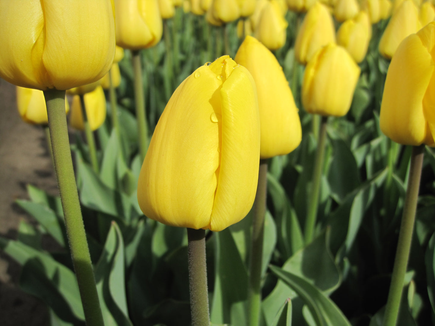 Bulbes de fleurs bio Tulipa Triumph Novi Sun calibre 11/12 (tnosu11)