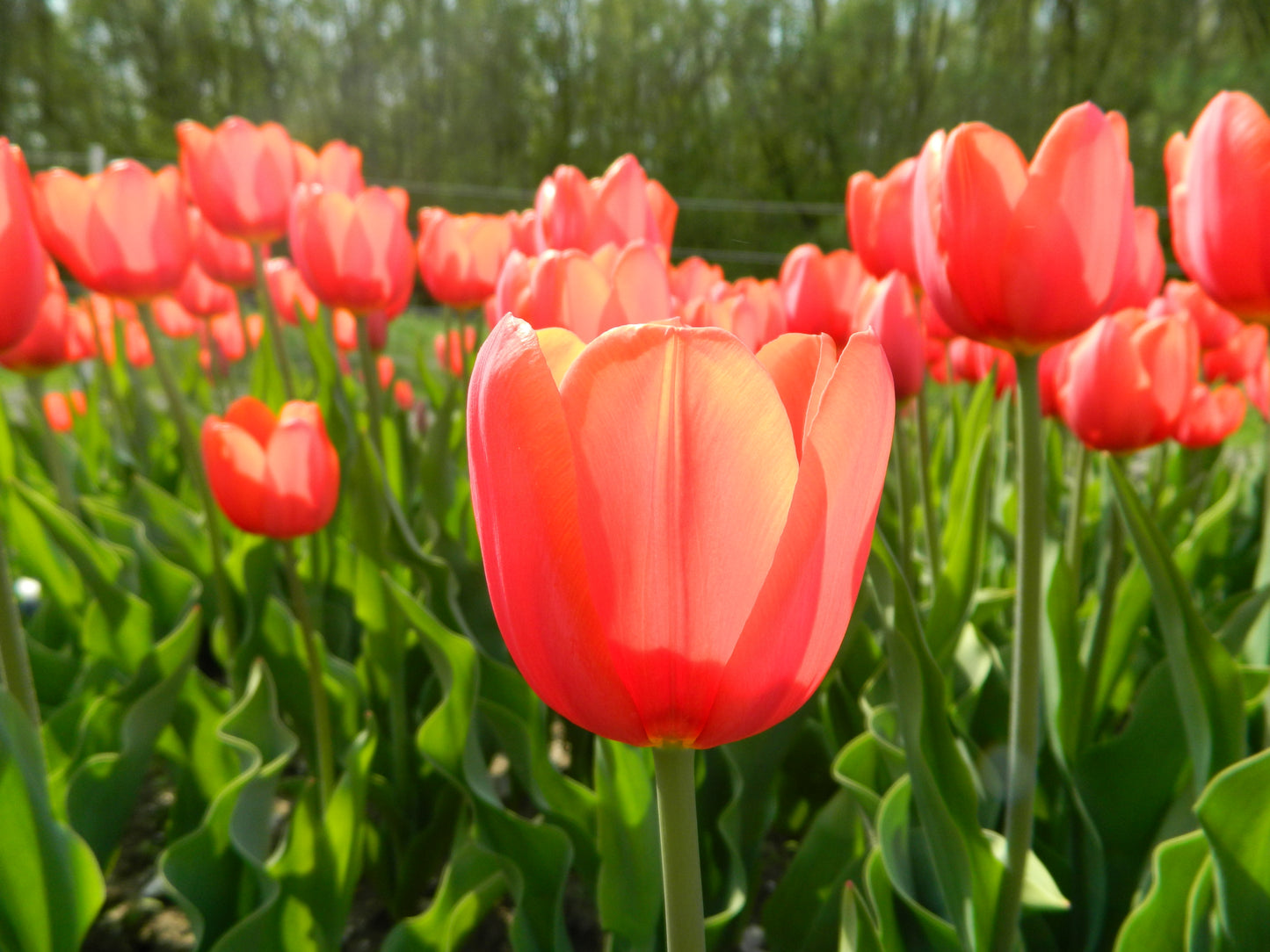 Bulbe Tulipe Orange Cassini 11+ Bio