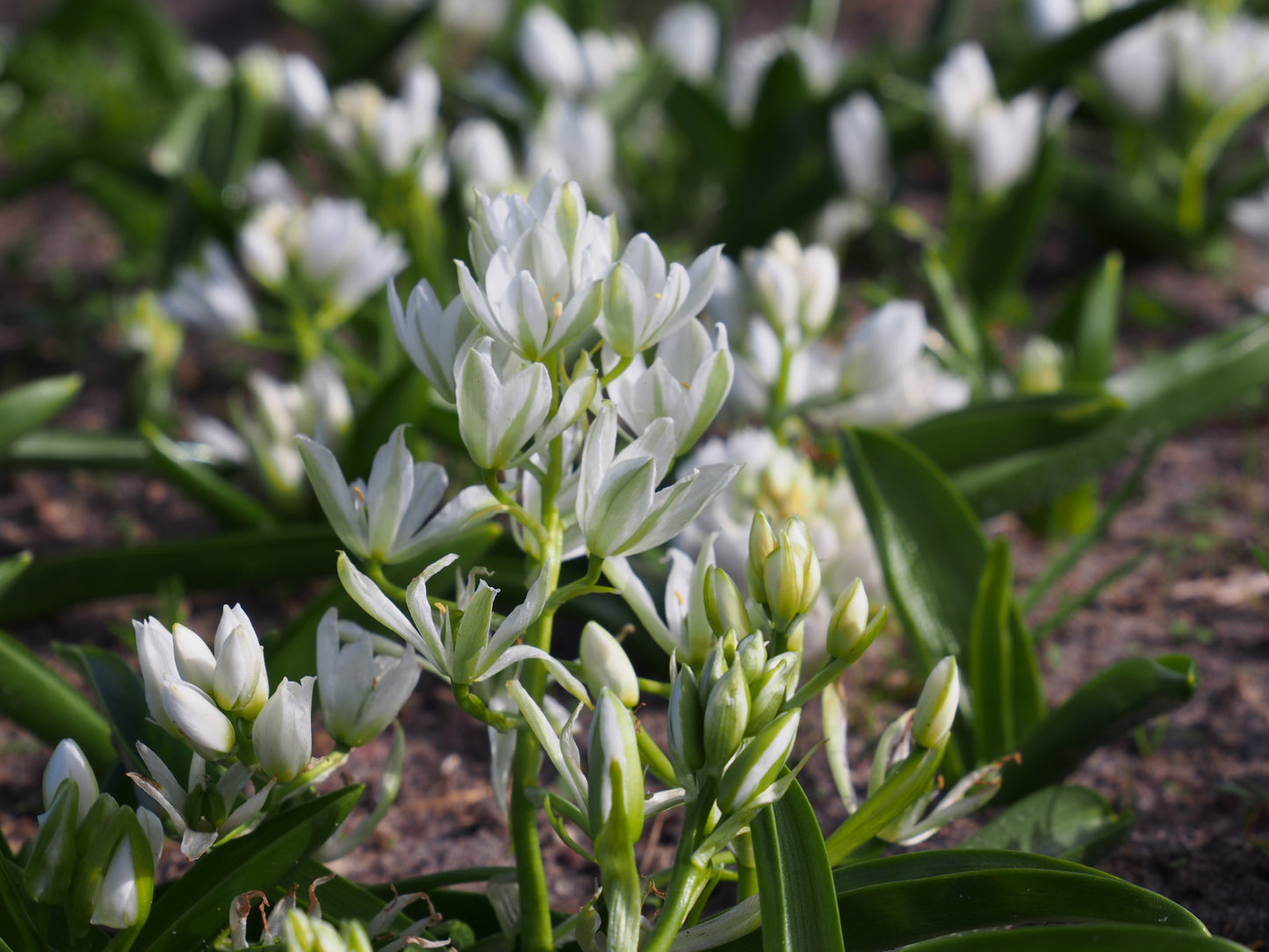 Organic flower bulbs Ornithogalum oligophyllum White Trophy (Rockery ornithogalum) size 5/+ (obala05)