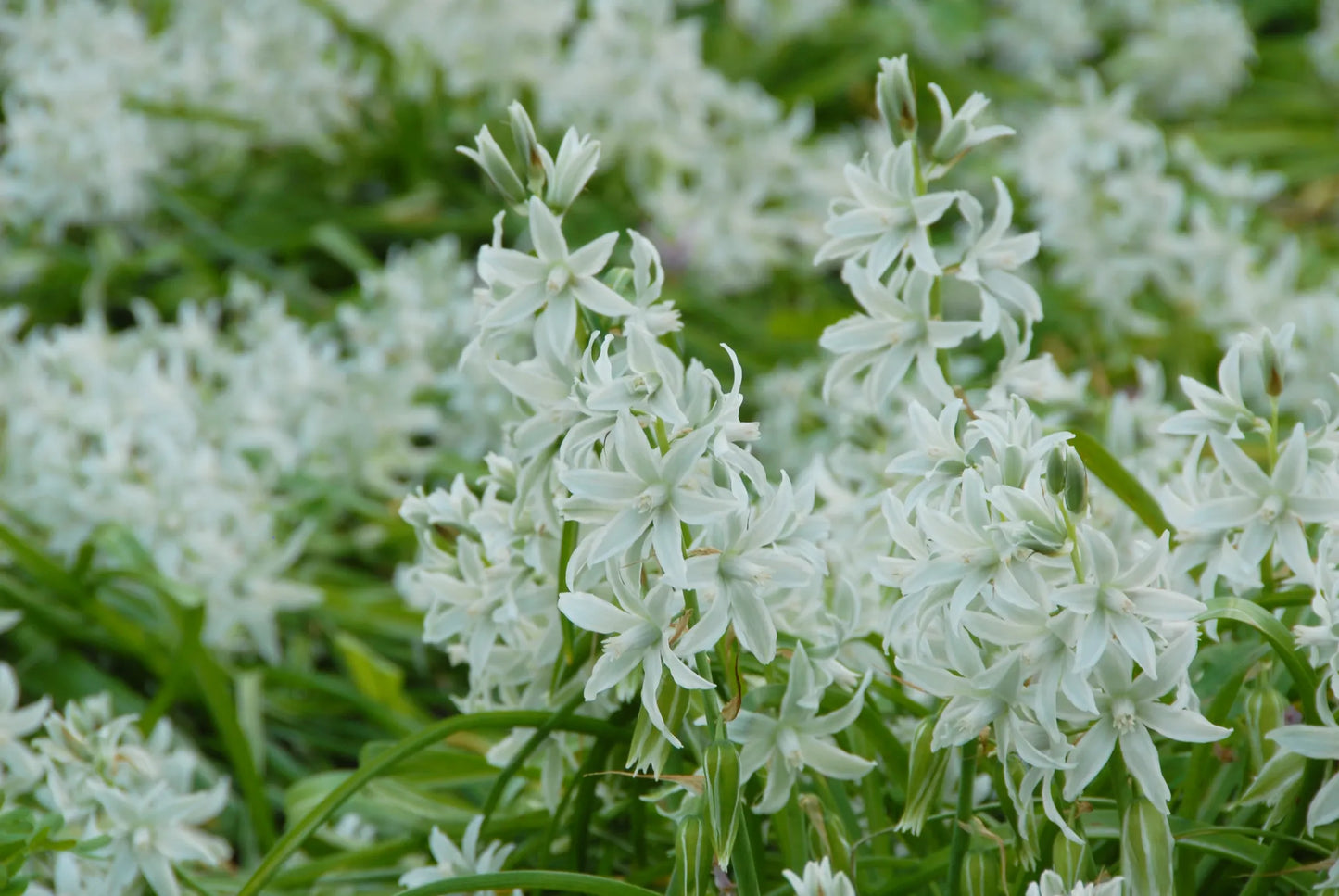 Untreated Ornithogalum nutans flower bulbs size 5/+ (3780510) for individuals