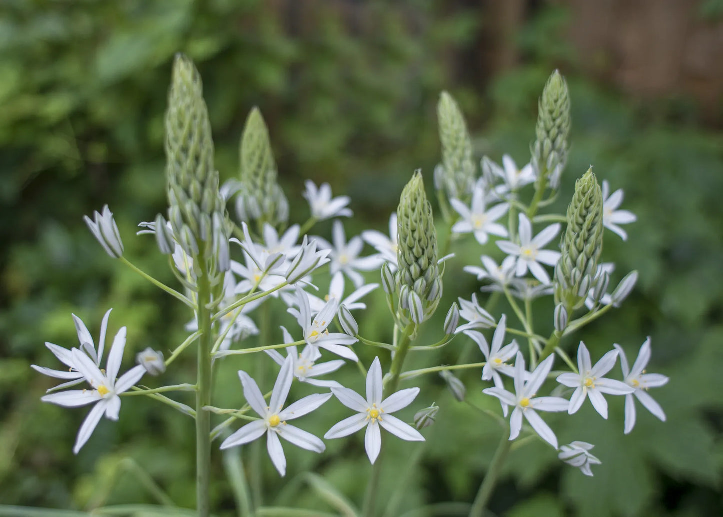 Untreated flower bulbs Ornithogalum ponticum Sochi size 10/+ (3781500) for individuals