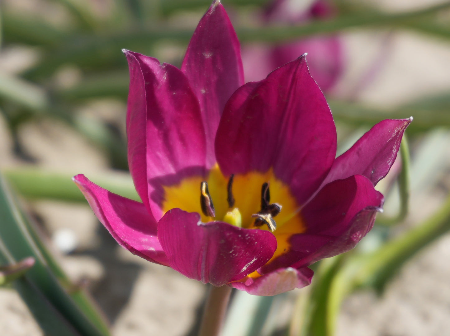Bulbes de fleurs bio Tulipe Humilis Tulipa Persian Pearl
