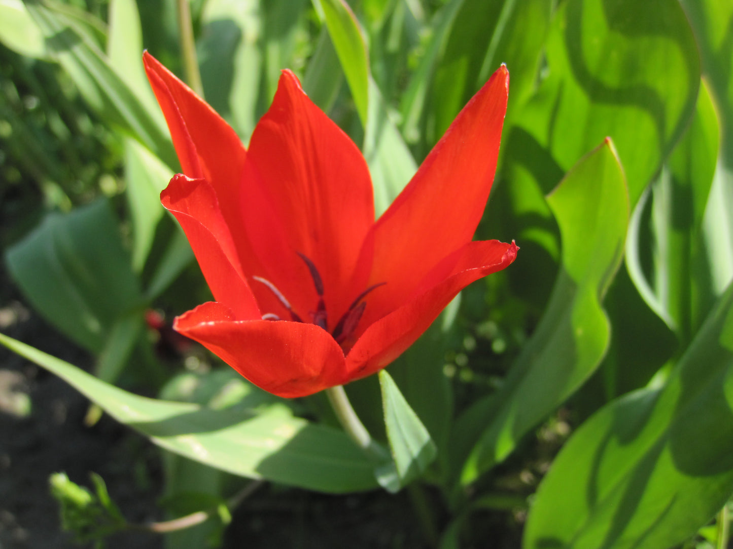 Bulbe Tulipe Praestans Zwanenburg 5+ Bio