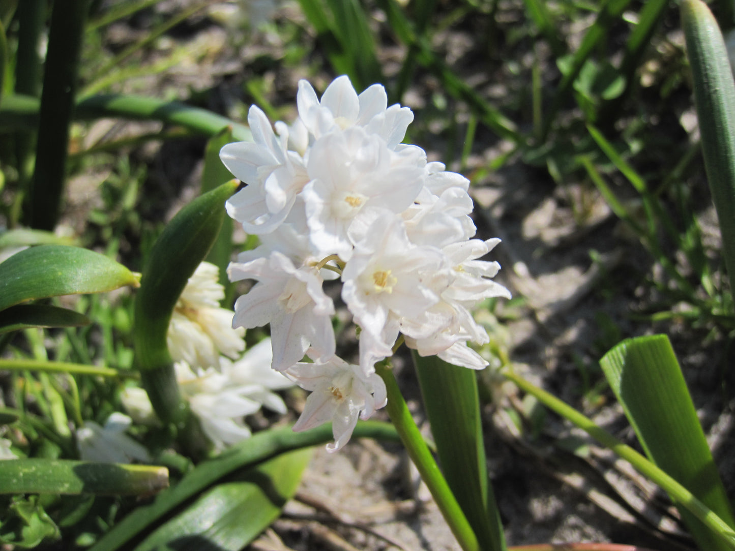 Bulbes de fleurs Non-Traité Puschkinia var. libanotica Alba calibre 5/6 (3811000)