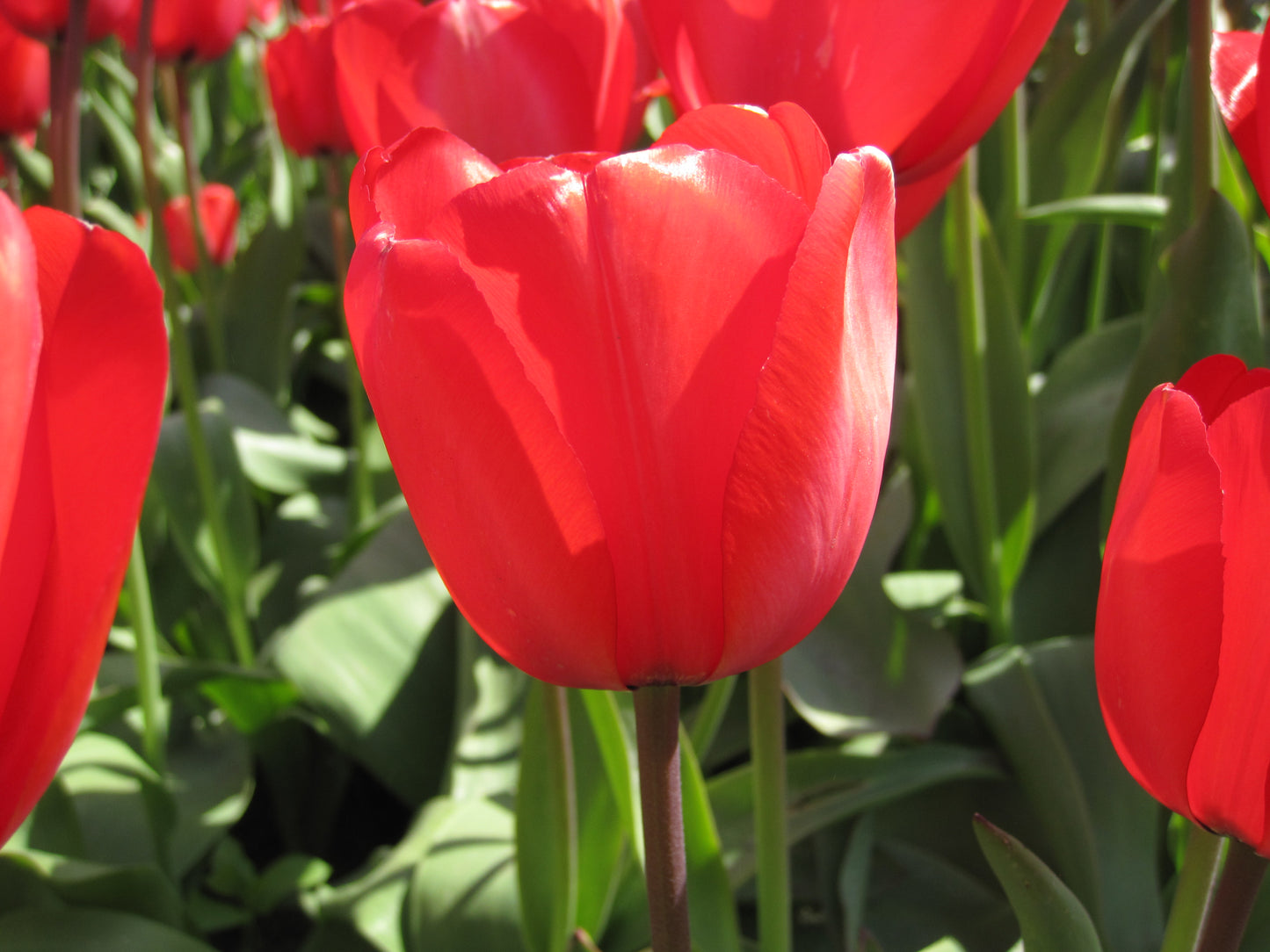 Bulbes de fleurs bio Tulipe Darwin-Hybrid Red Impression calibre 11/12 (treim11)