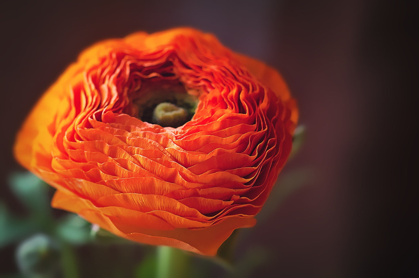 Bulbes de fleurs Non-Traité Renoncule Aviv Orange calibre 7/8