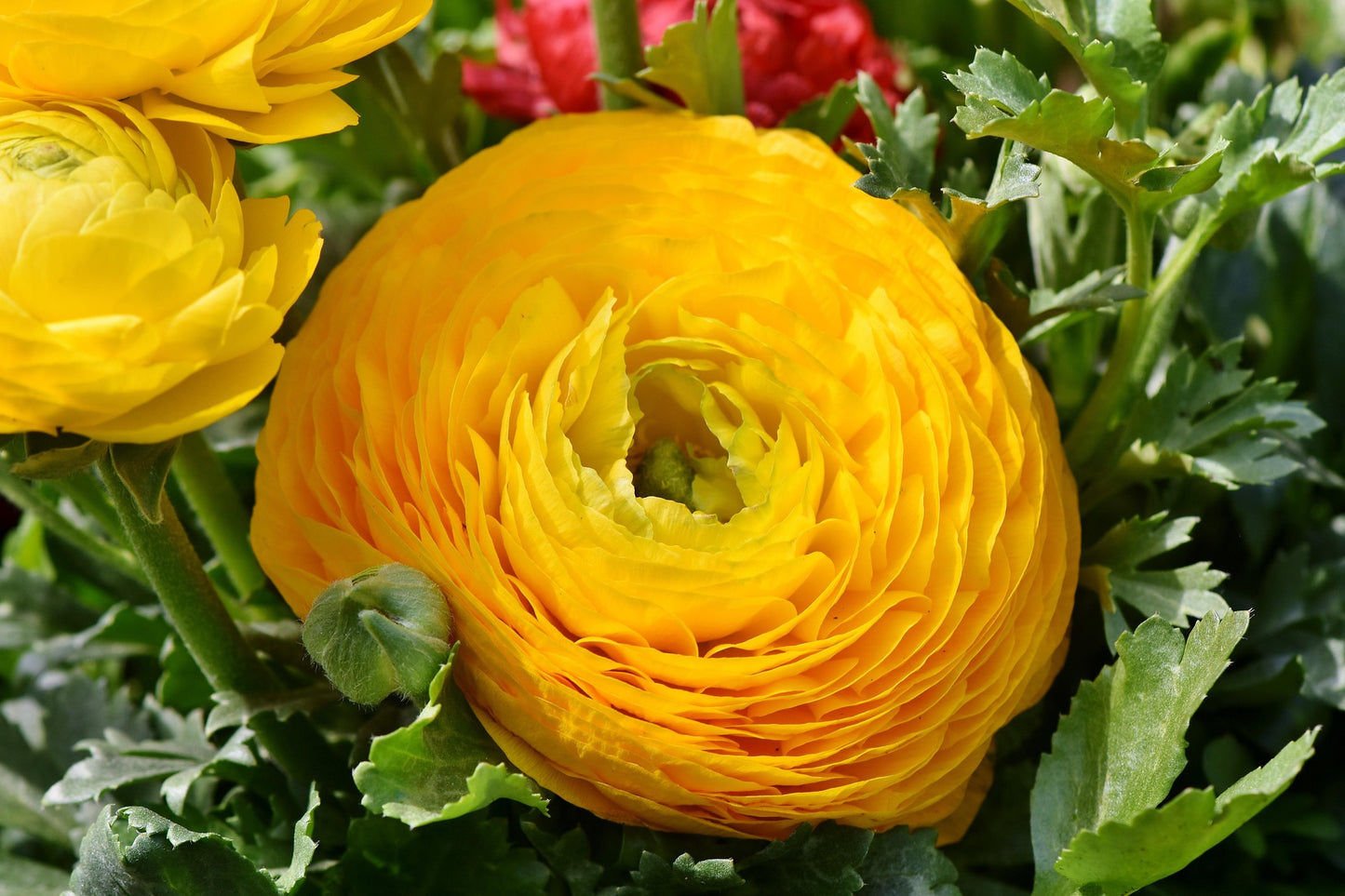Bulbes de fleurs Non-Traité Renoncule Aviv Yellow calibre 7/8