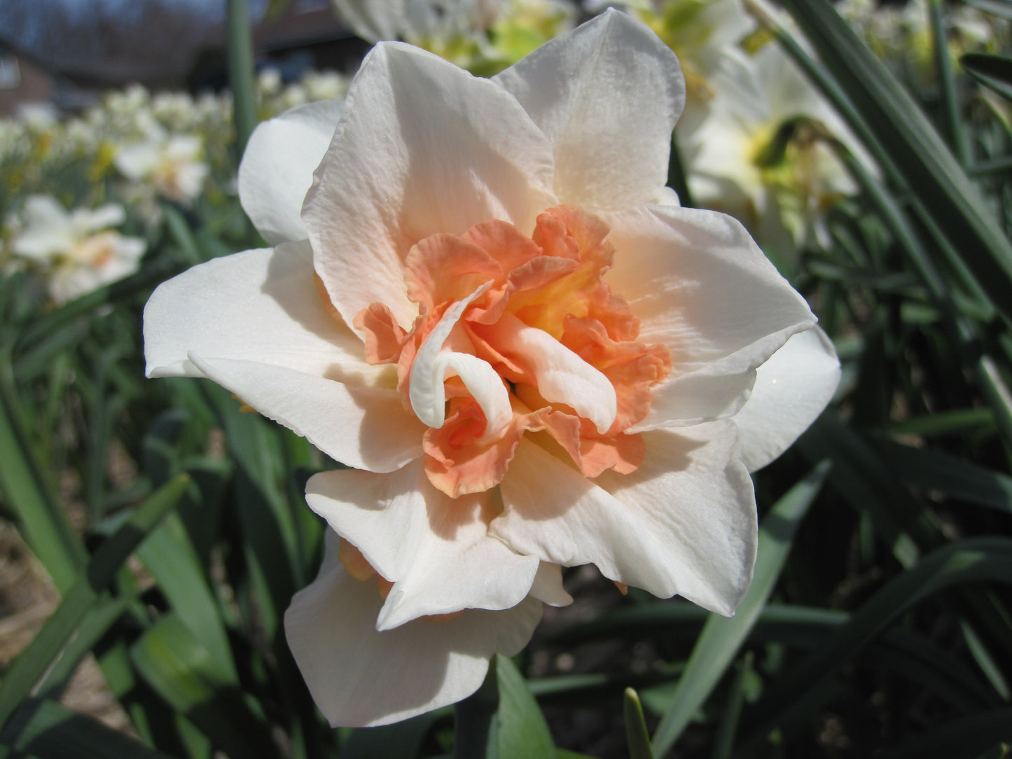 Bulbes de fleurs bio Narcisse Double Replete calibre 12/14 (nrepl12)