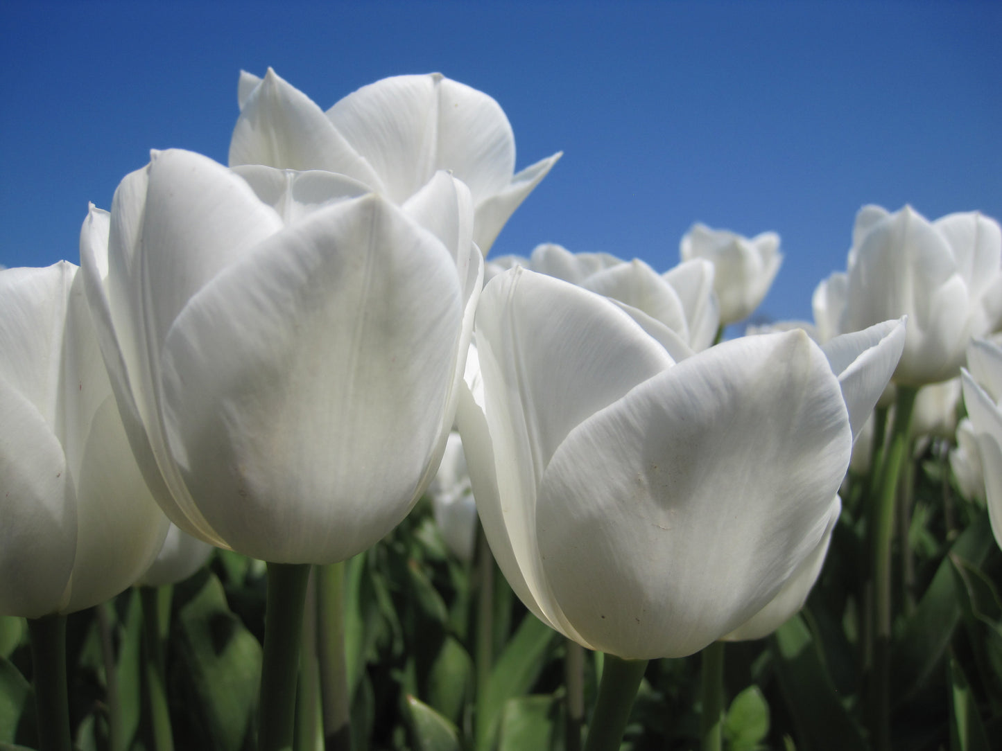Bulbes de fleurs bio Tulipa Triumph Royal Virgin calibre 11/12 (trovi11)