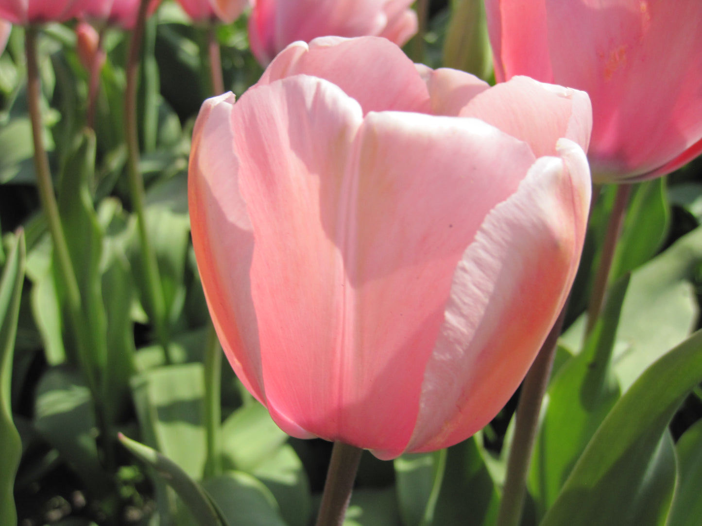 Bulbes de fleurs bio Tulipe Darwin-Hybrid Salmon Impression calibre 11/12 (tsaim11)