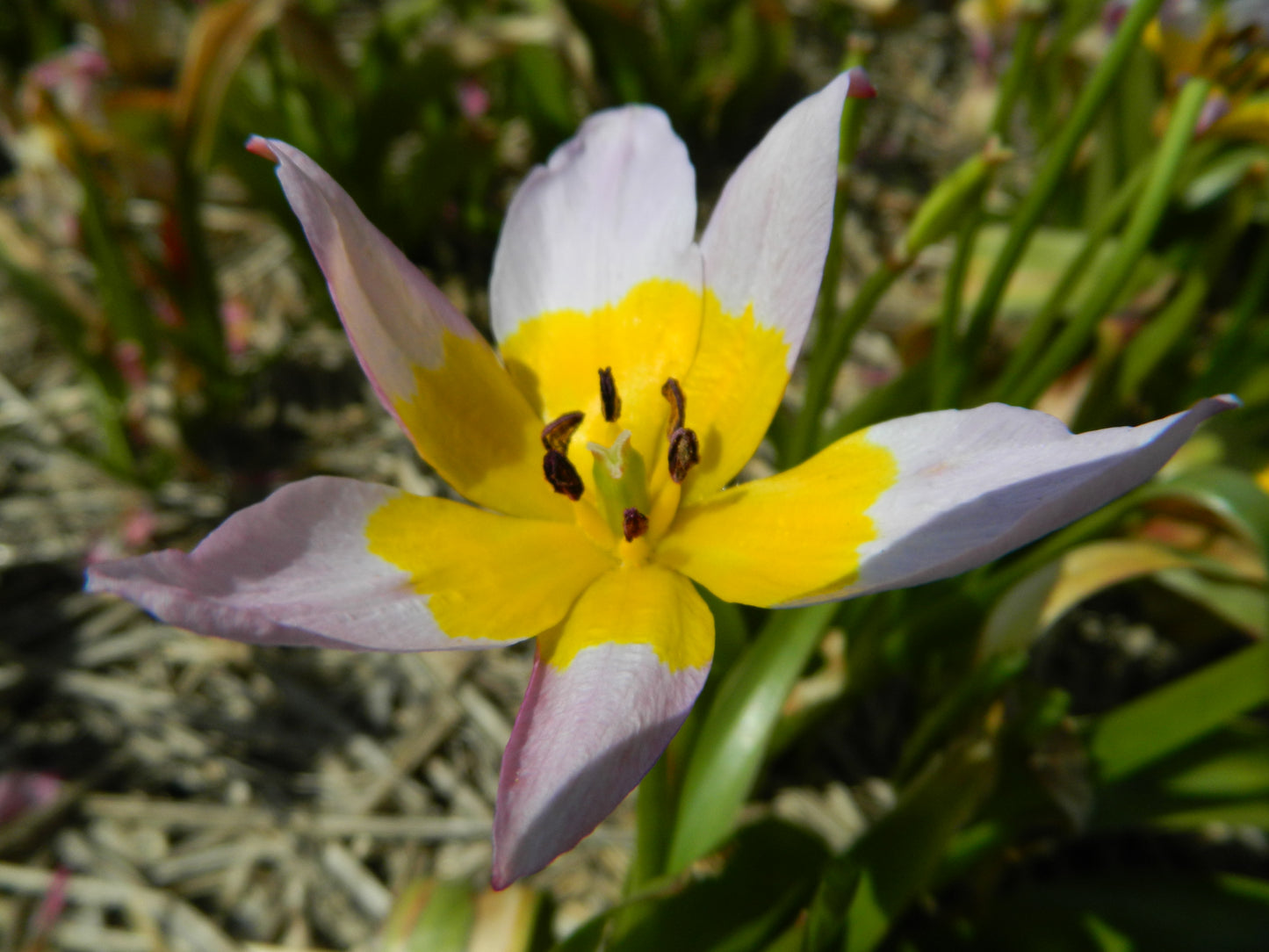 Bulbe Tulipe Saxatilis 5+ Bio