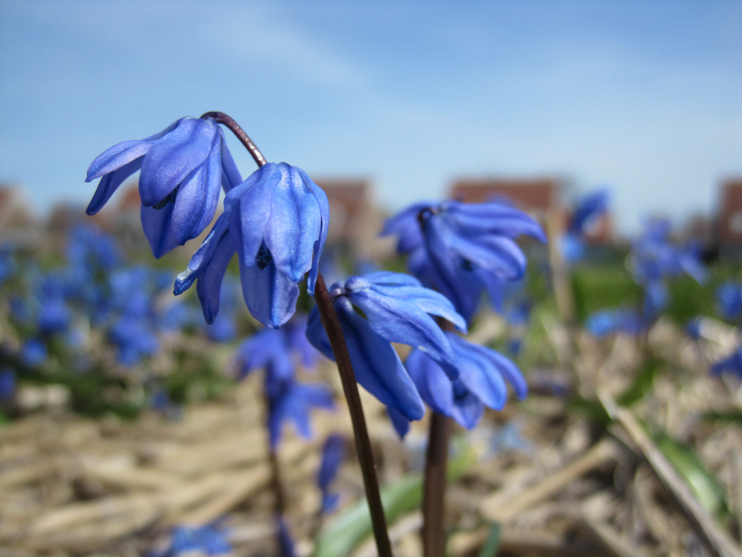 Bulbes de fleurs bio Scilla siberica (Siberian squilt) calibre 5/+ (ssibe05)