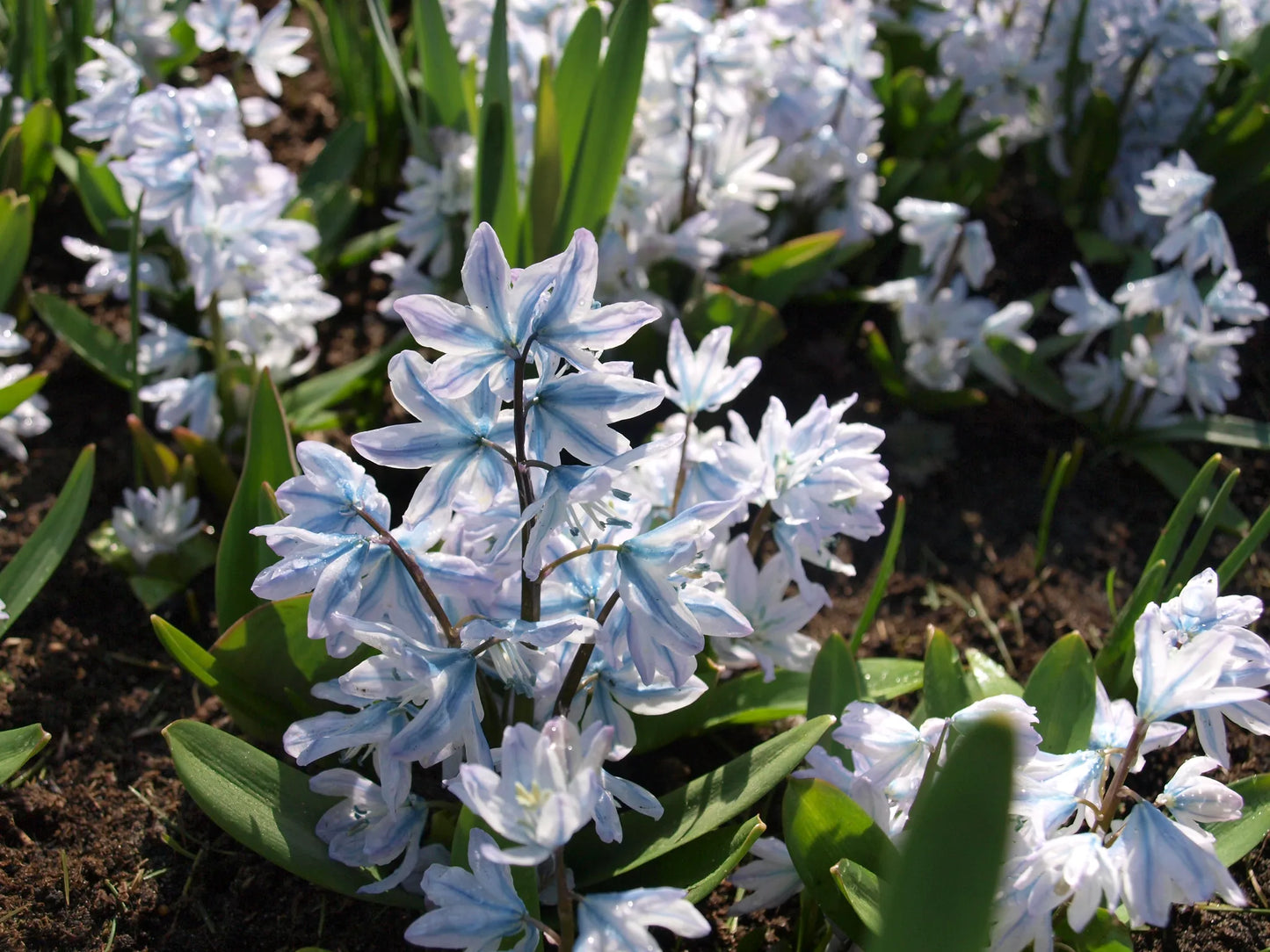 Bulbes de fleurs Non-Traité Scilla mischtschenkoana calibre 7/8 (3902000)