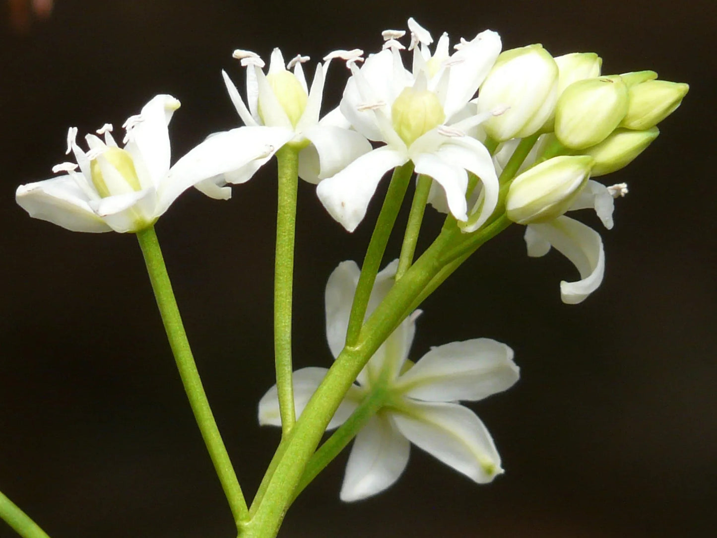 Untreated flower bulbs Scilla siberica Alba size 7/8 (3903000) for individuals