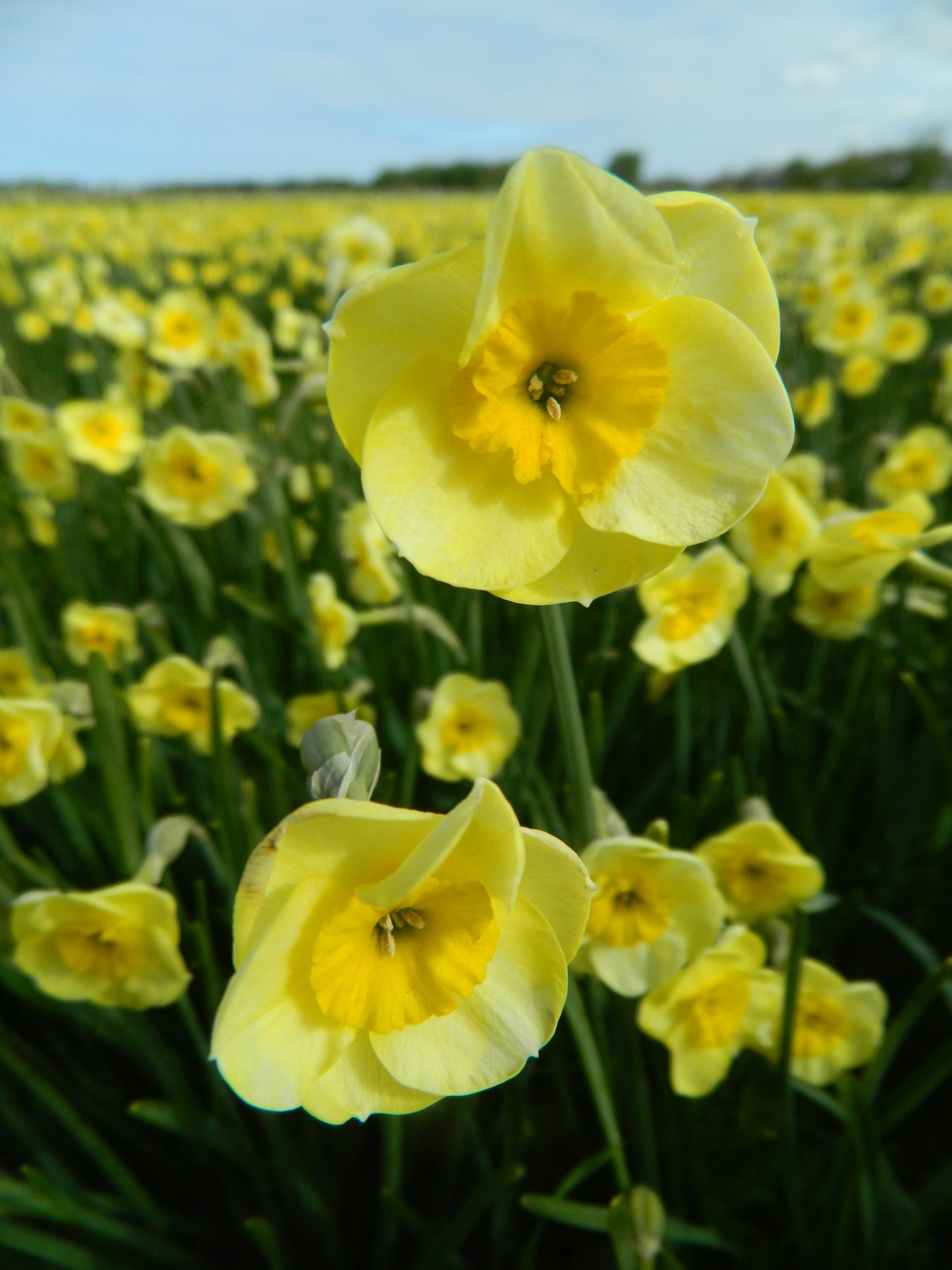 Bulbes de fleurs bio Narcisse Jonquilla Sundisc calibre 8/+ (nsudi10)