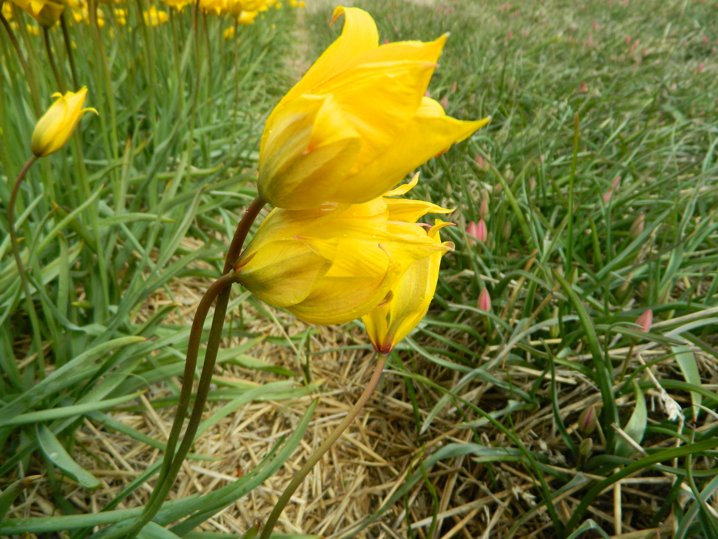 Organic flower bulbs Tulip sylvestris size 5/+ (tsylv05)