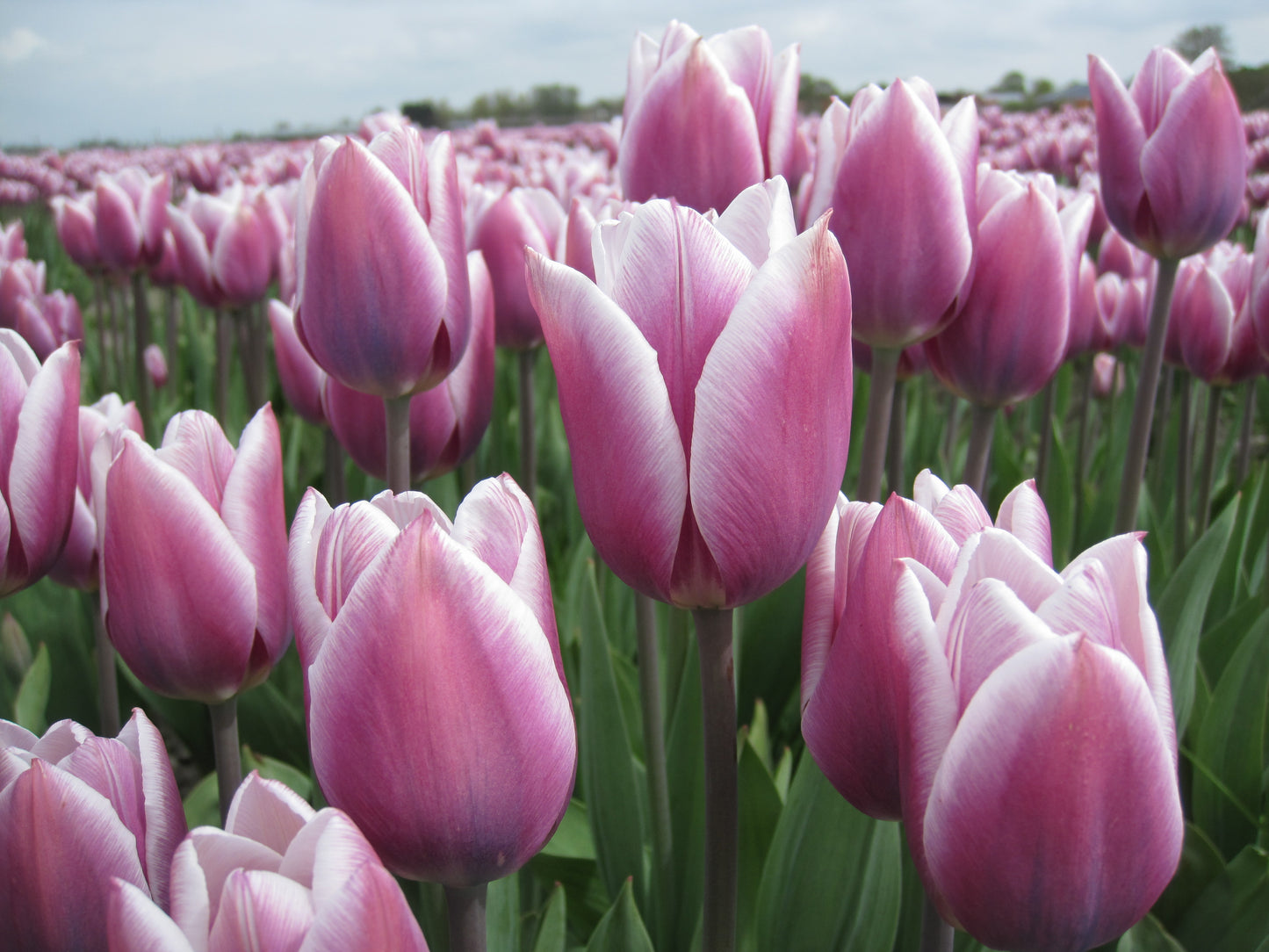 Organic Tulipa Triumph Synaeda Blue flower bulbs size 11/12 (tsybl11)