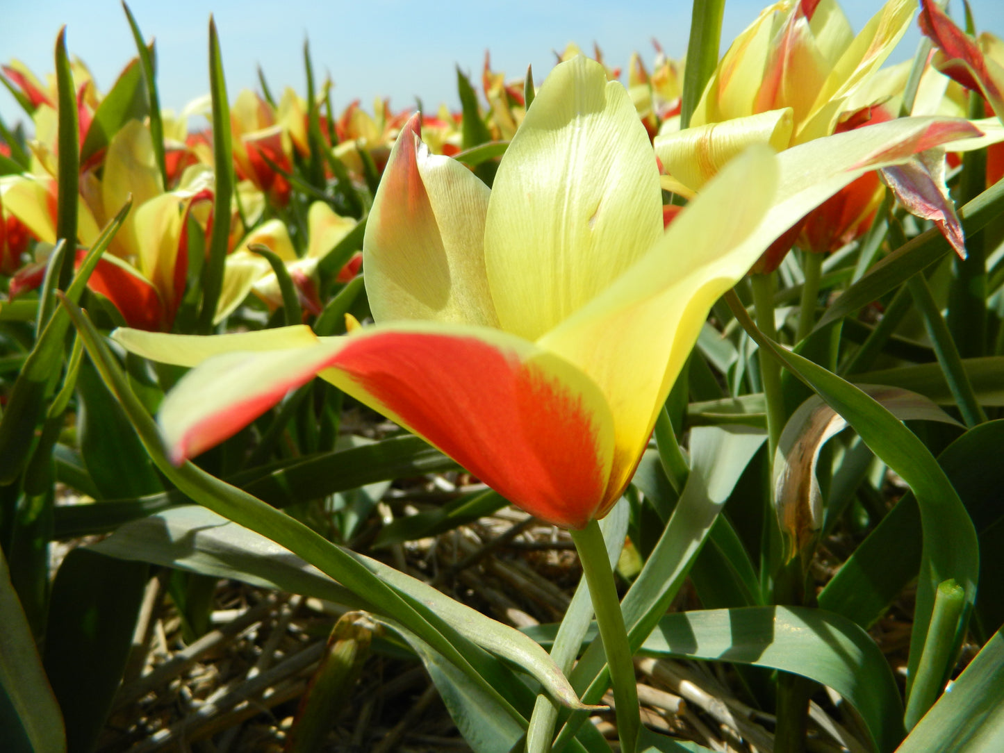 Bulbe Tulipe Clusiana Taco 5+ Bio