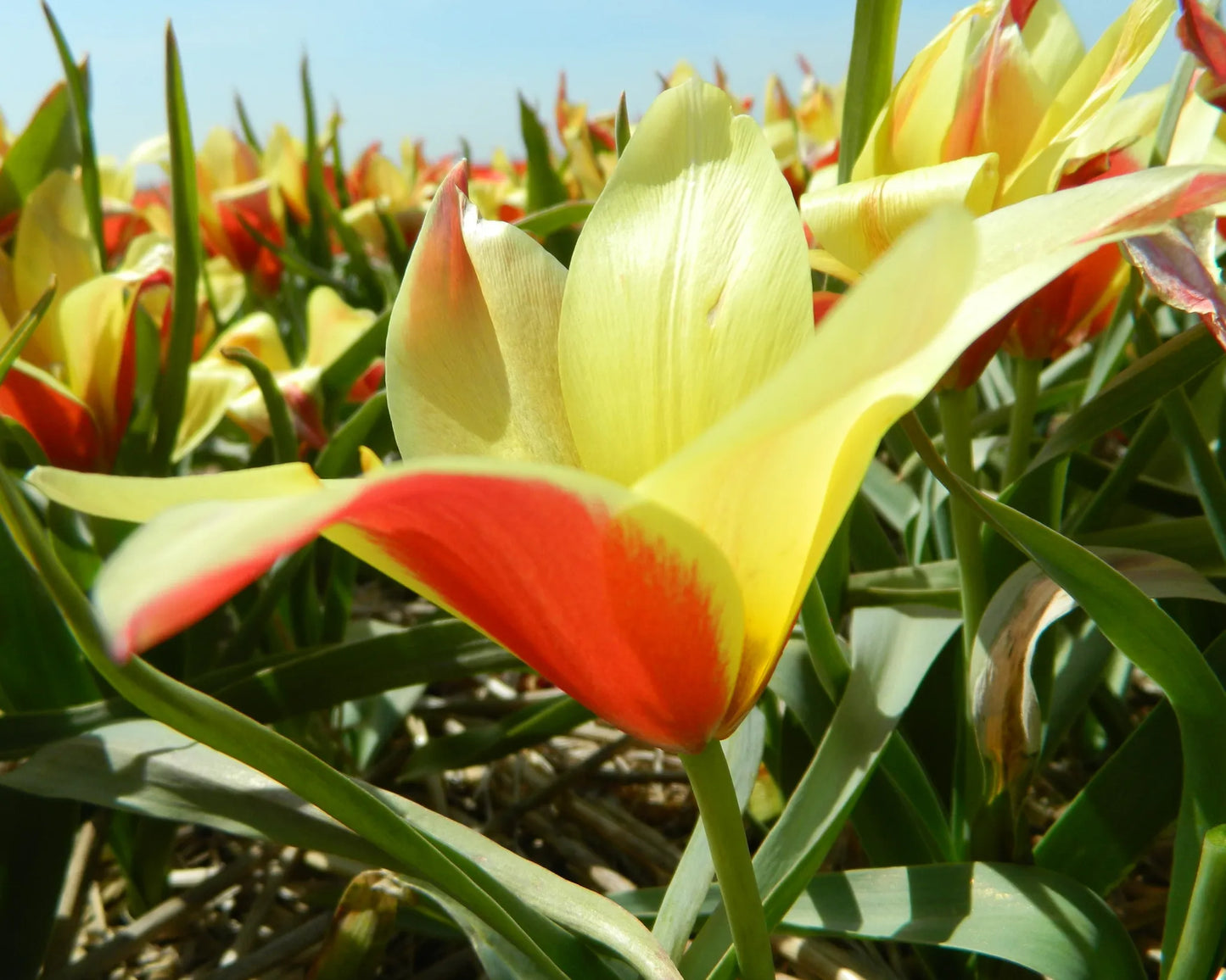 Bulbes de fleurs bio Tulipe clusiana taco calibre 5/+ (ttaco05)
