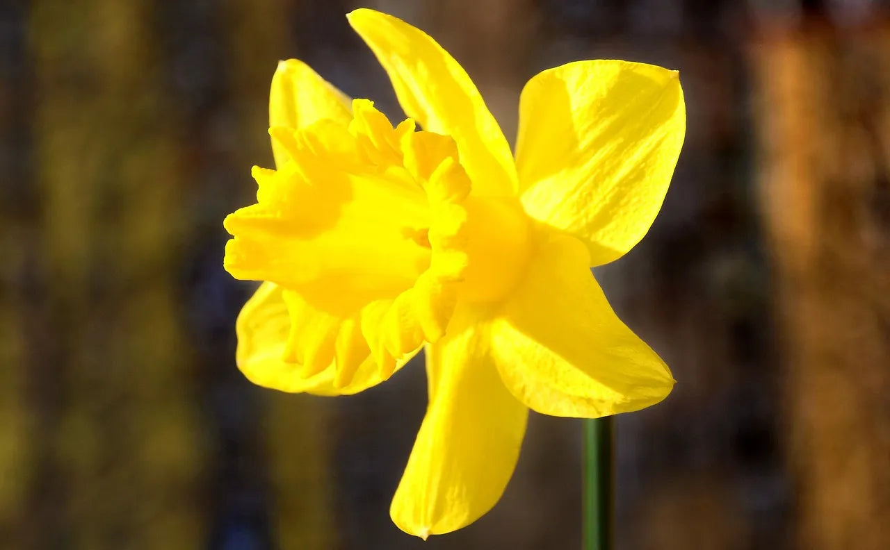 Bulbes de fleurs bio Narcisse Laggecupped Tamara calibre 10/+ (ntama10)