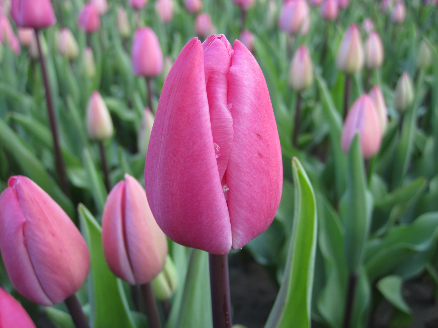 Bulbes de fleurs bio Tulipa Triumph Tineke van der Meer calibre 11/12 (ttime11)