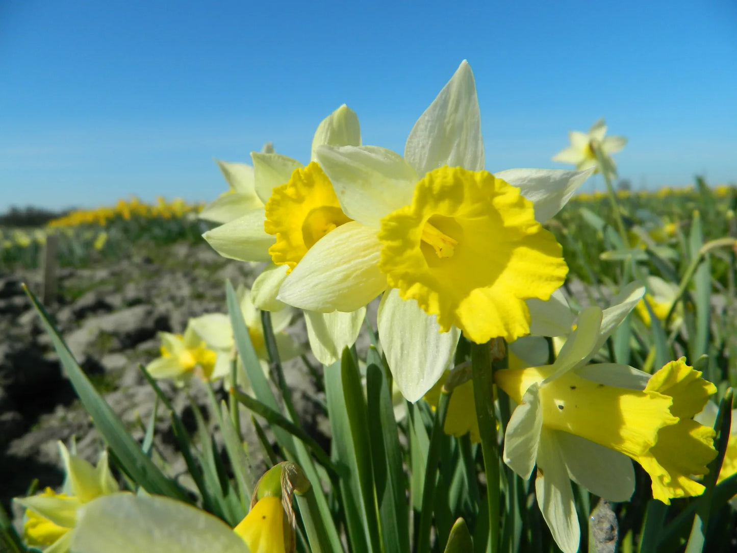 Bulbes de fleurs bio Narcisse Trompet Topolino calibre 10/+ (ntopo10)