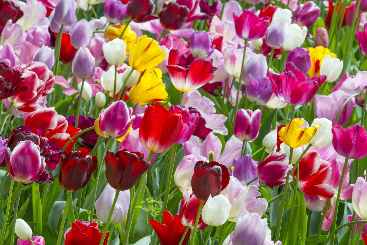 Bulbes de fleurs Non-Traité Mix  Triumph Mix calibre 12/14 (1020300)