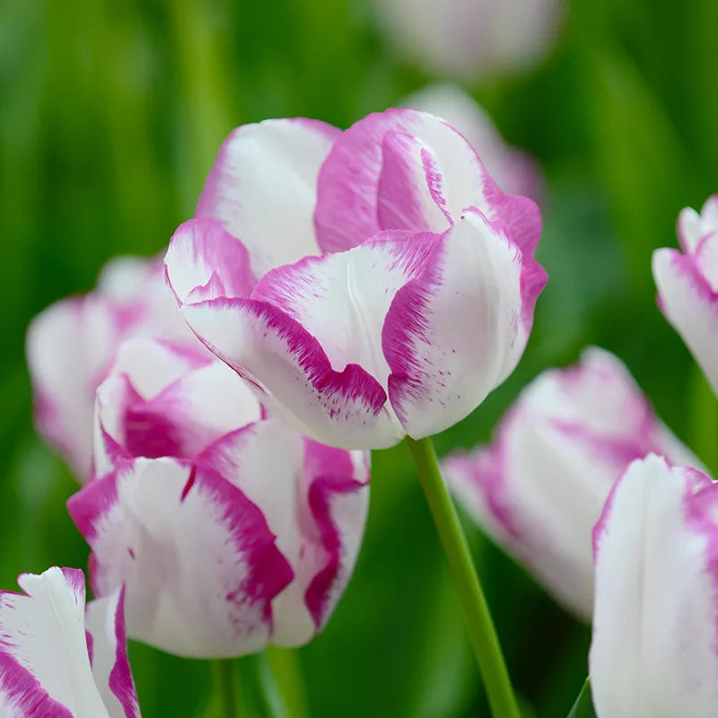 Bulbes de fleurs Non-Traité Tulipe Affaire® calibre 12/+ (1000300)