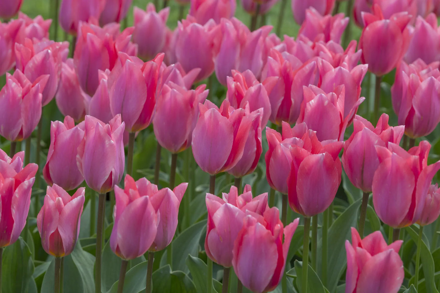 Untreated flower bulbs Tulip Albert Heijn® size 12/+ (1036900) for individuals