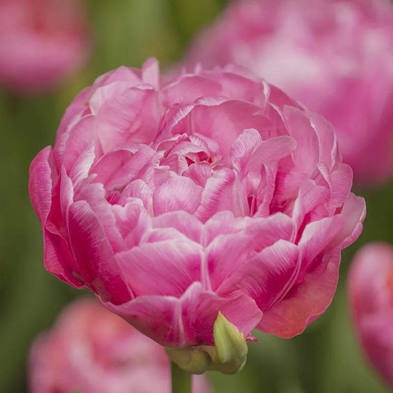 Untreated Tulip Amazing Grace® flower bulbs size 12/+ (1000500) for individuals