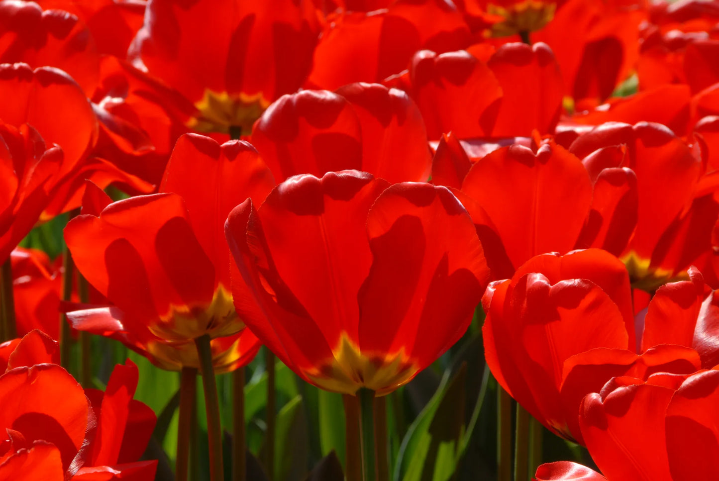 Bulbes de fleurs Non-Traité Tulipe Apeldoorn calibre 12/+ (1020700)