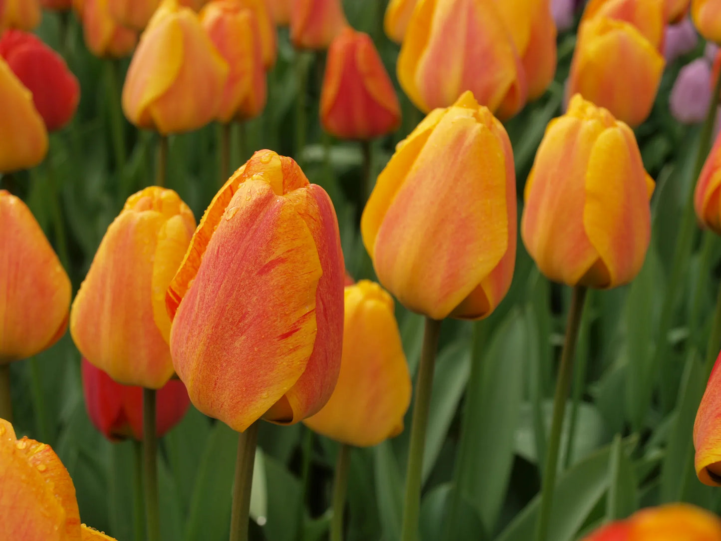 Bulbes de fleurs Non-Traité Tulipe Beauty of Apeldoorn calibre 12/+ (1021800)