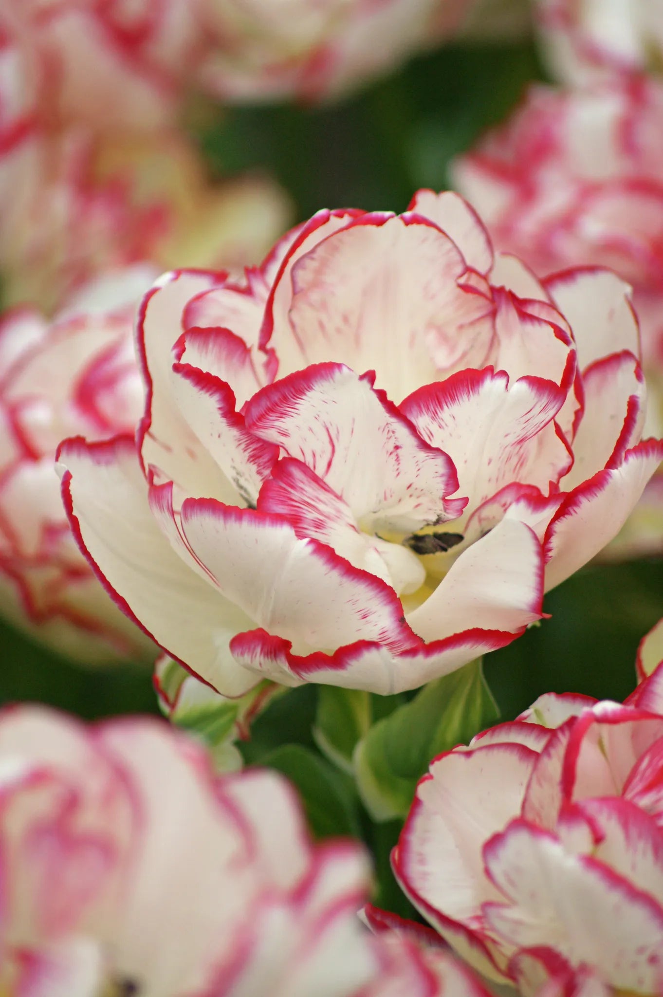 Untreated Tulip Belicia® flower bulbs size 12/+ (1032300)