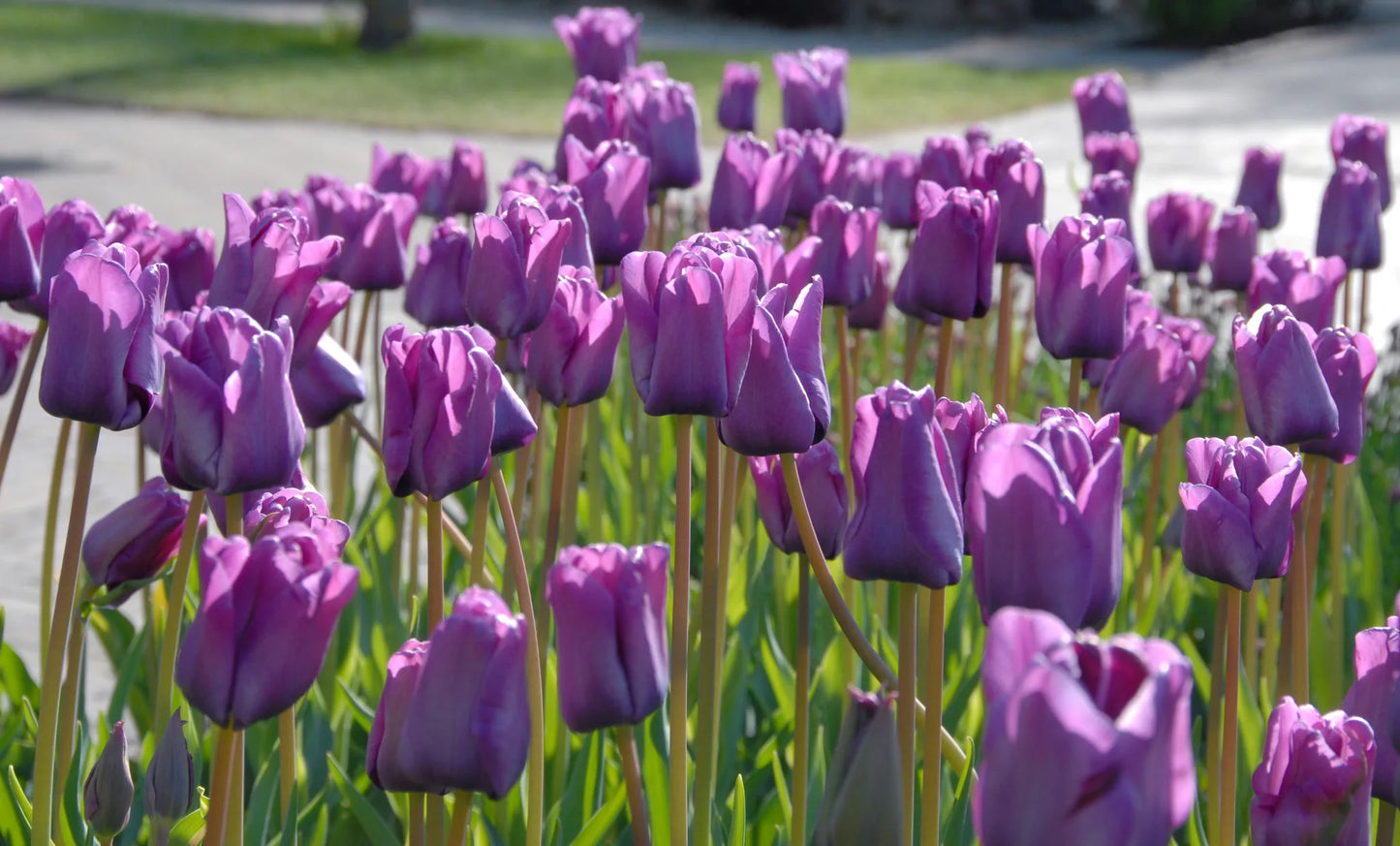Bulbes de fleurs Non-Traité Tulipe Bleu Aimable calibre 12/+ (1024400)