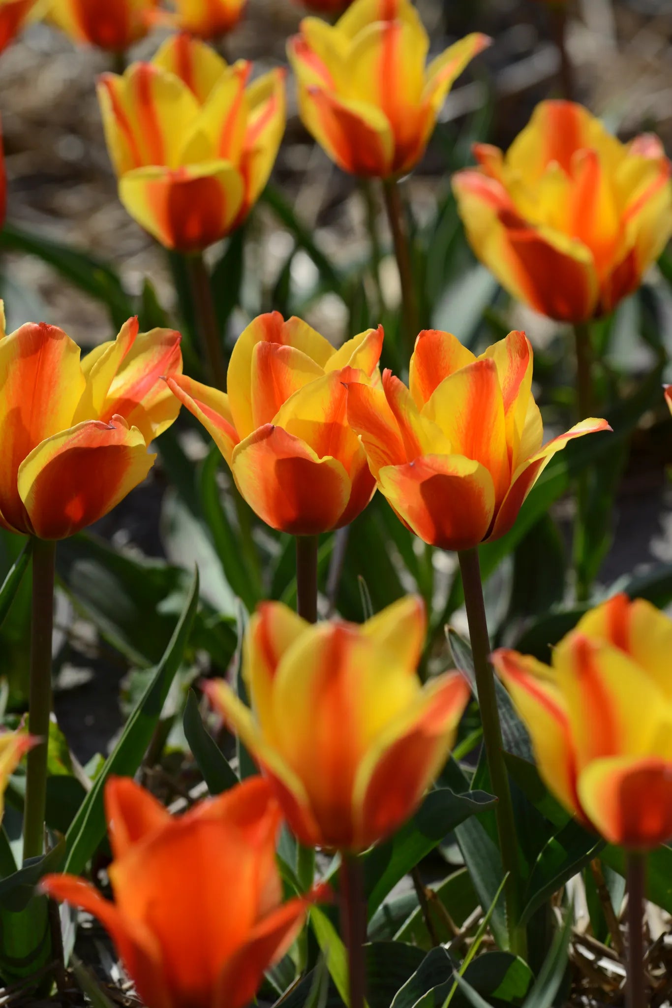 Bulbes de fleurs Non-Traité Tulipe Cape Cod calibre 12/+ (1003100)
