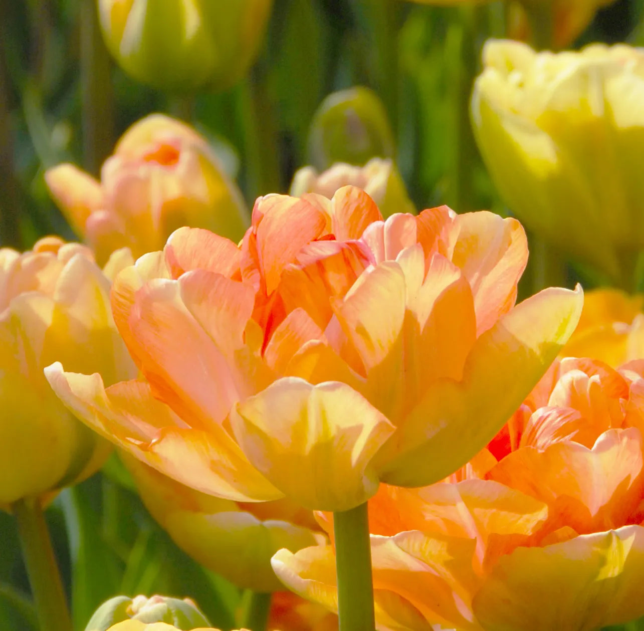 Bulbes de fleurs Non-Traité Tulipe Charming Beauty® calibre 12/+ (1003400)