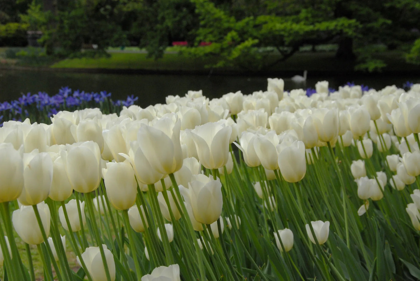 Untreated Tulip City of Vancouver Flower Bulbs Size 12/+ (1033500)