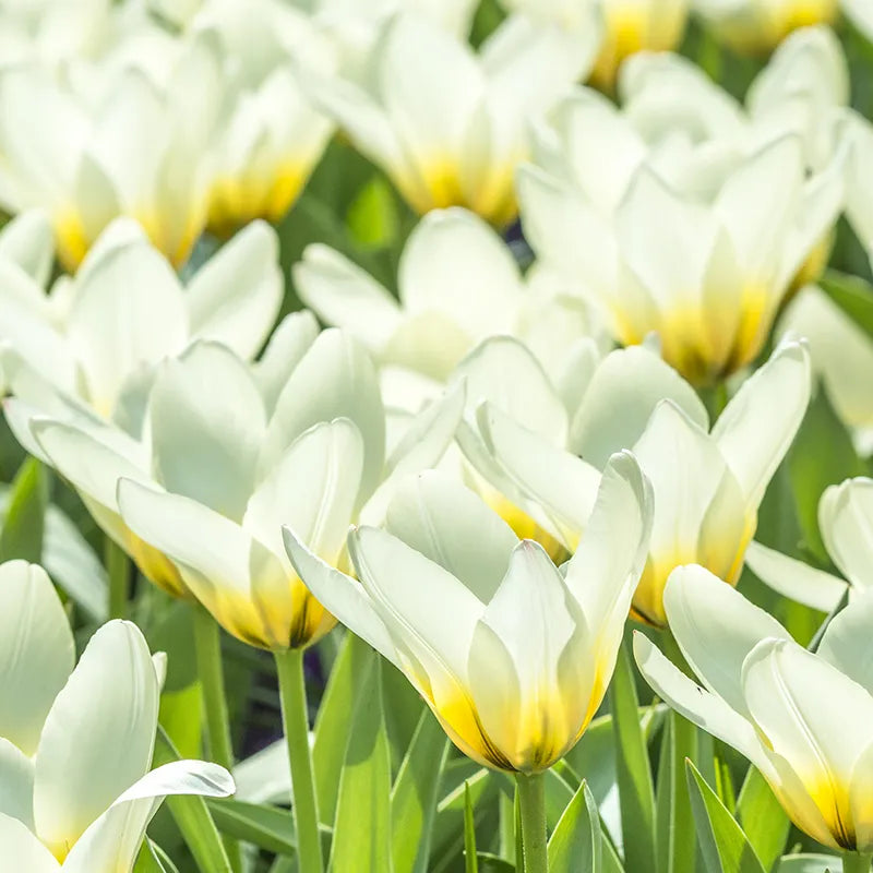 Untreated flower bulbs Tulip Concerto size 12/+ (1004100) for individuals