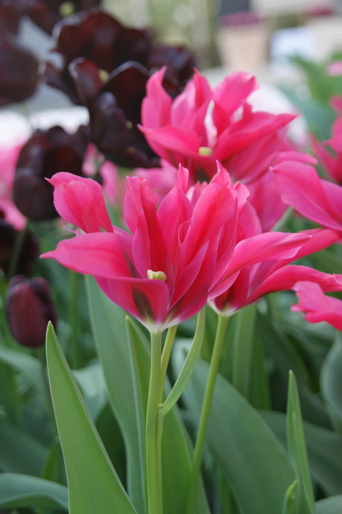 Bulbes de fleurs Non-Traité Tulipe Doll's Minuet calibre 12/+ (1028800)