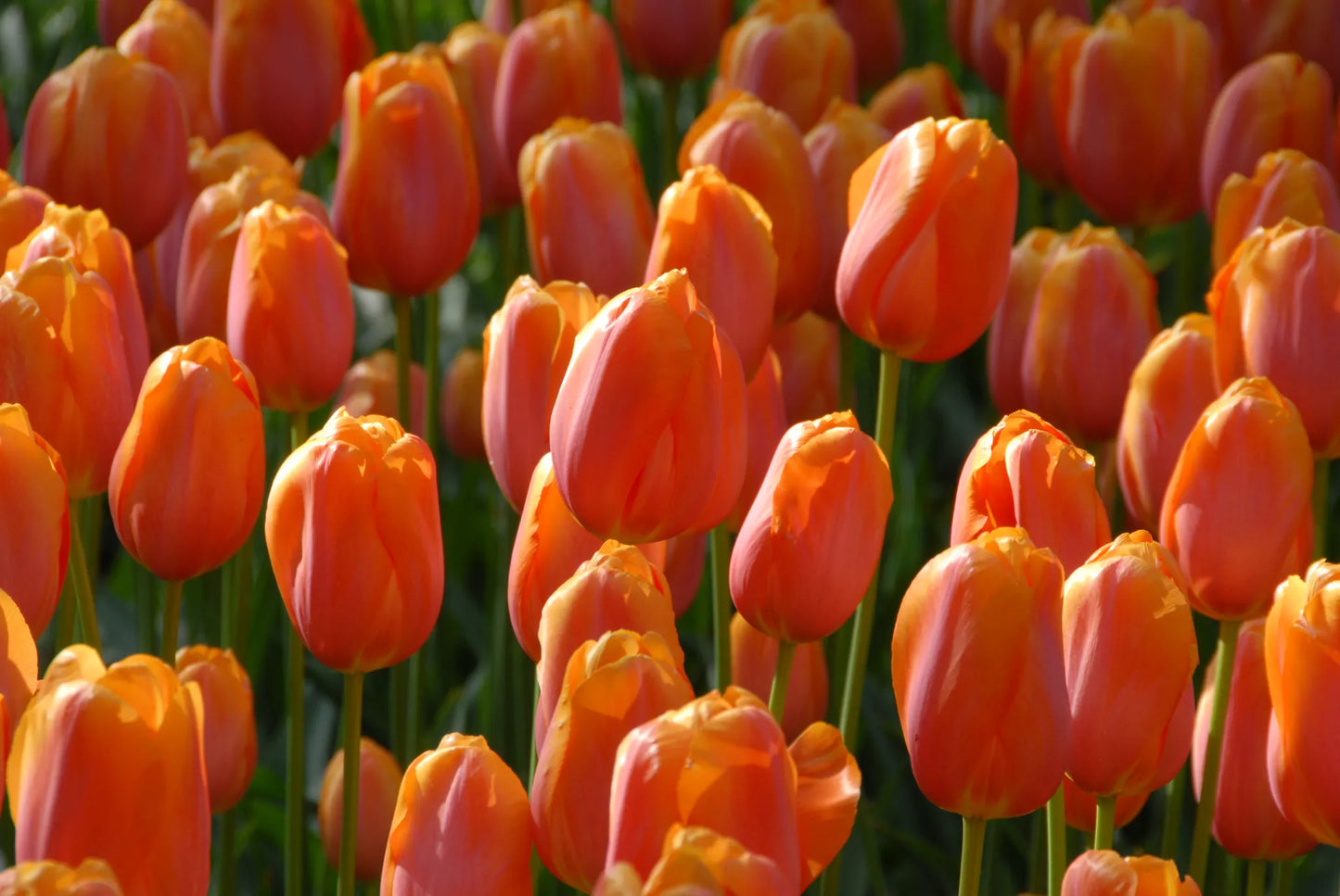 Untreated Dordogne Tulip flower bulbs size 12/+ (1004800) for individuals