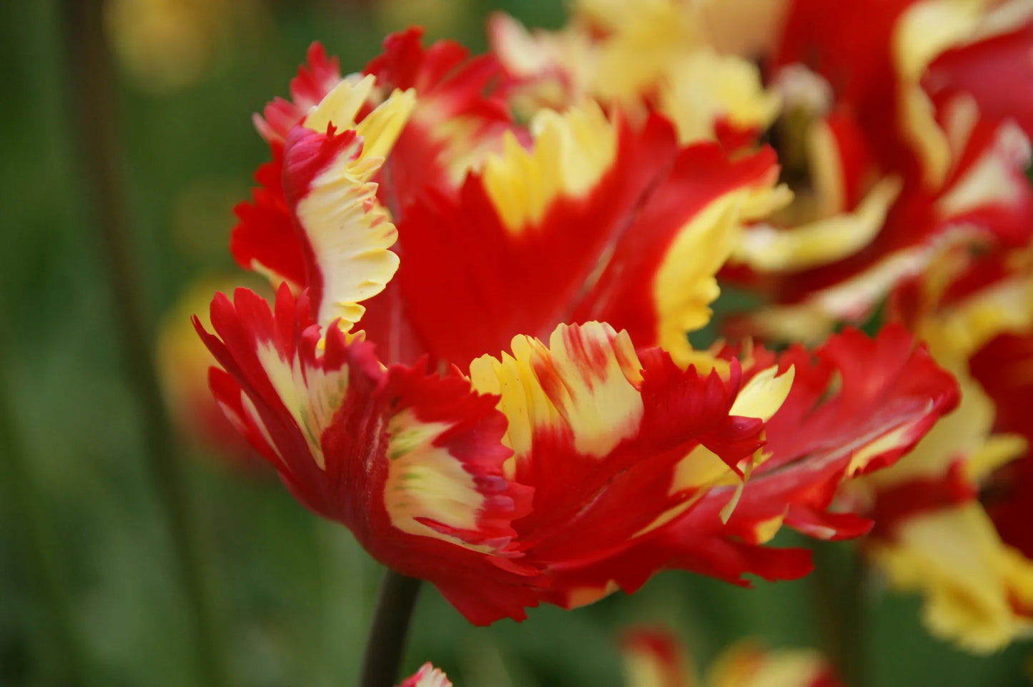 Bulbes de fleurs Non-Traité Tulipe Flaming Parrot calibre 12/+ (1006100)