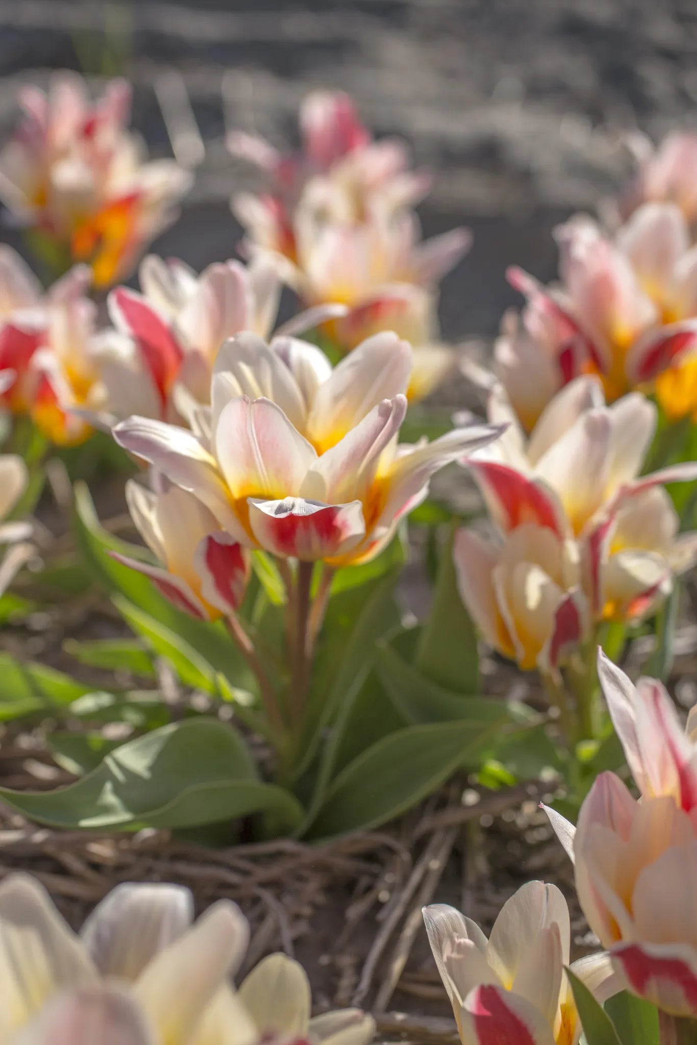 Bulbes de fleurs Non-Traité Tulipe Floresta® calibre 12/+ (1058700)