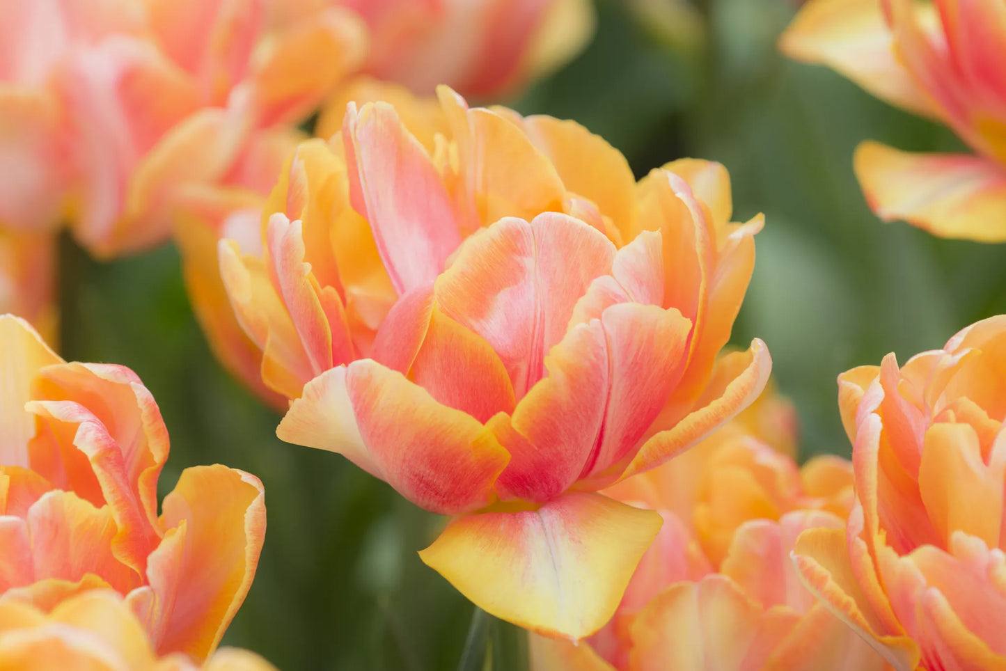Bulbes de fleurs Non-Traité Tulipe Foxy Foxtrot® calibre 12/+ (1006800)