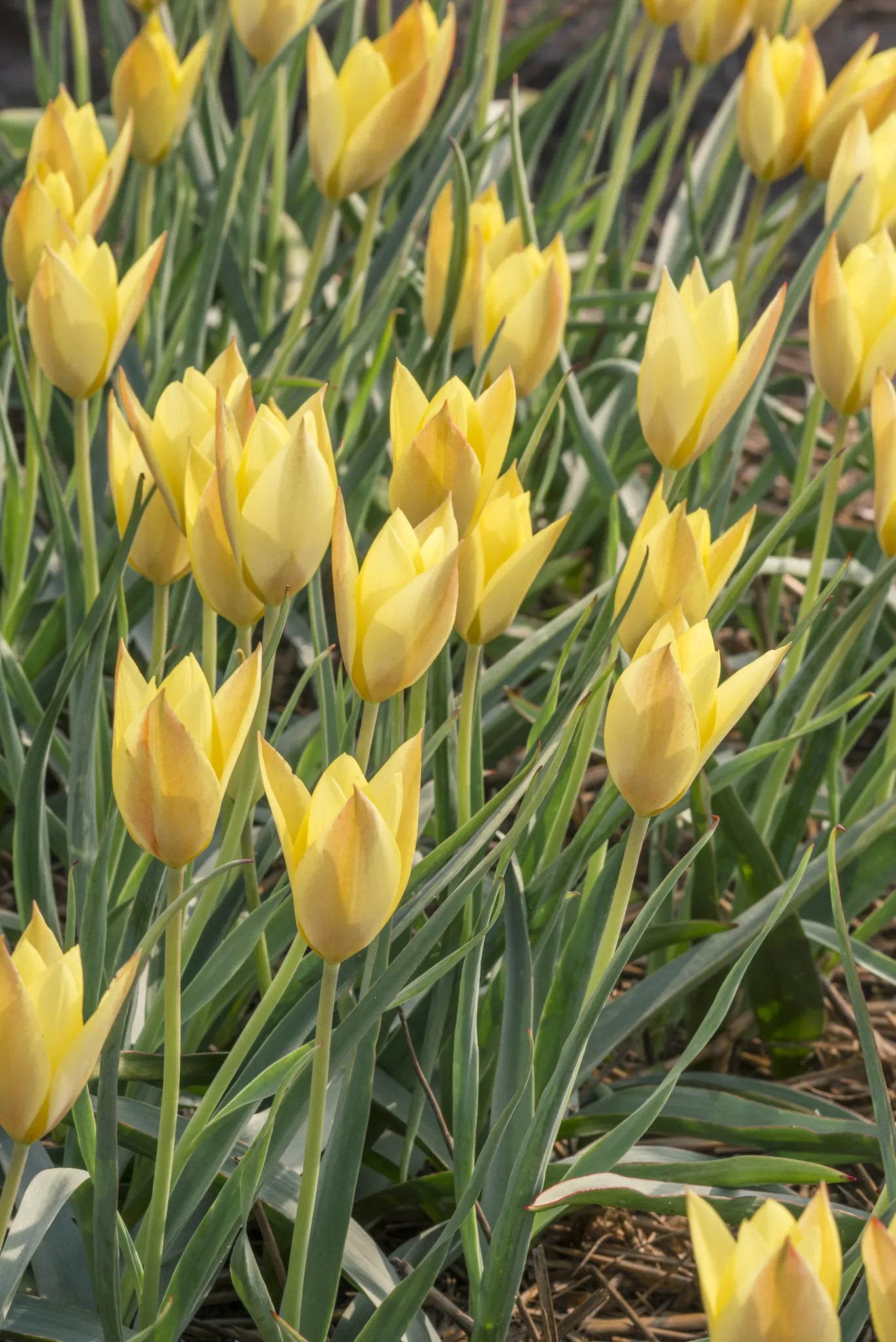 Untreated Tulip Honky Tonk Flower Bulbs Size 6/+ (1041800)