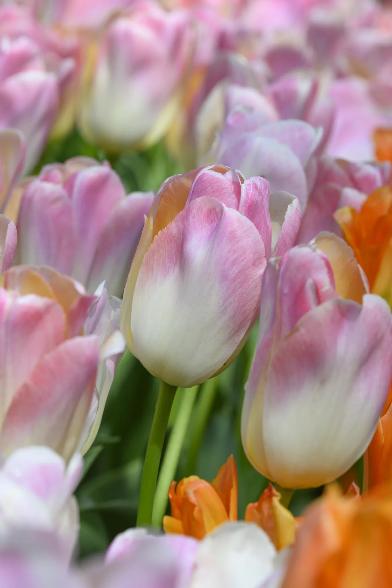 Bulbes de fleurs Non-Traité Tulipe Kunyun® calibre 12/+ (1049000)